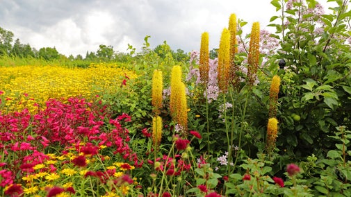 Herbaceous planting in the Walled Garden at Wimpole Estate, Cambridgeshire